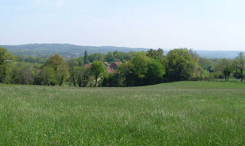 Terrain constructible à Limoges avec végétation